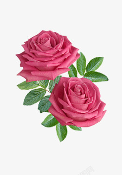唯美抽象花朵精美玫瑰花素材