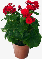 红色玫瑰花盆栽素材