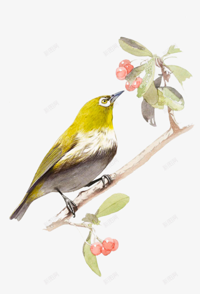 浆果和小鸟png免抠素材_88icon https://88icon.com 一只 动物 小鸟 手绘 浆果 简图 红色的 绿色的 羽毛
