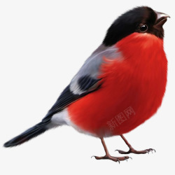 黑红色结合黑红色羽毛小鸟卡通高清图片