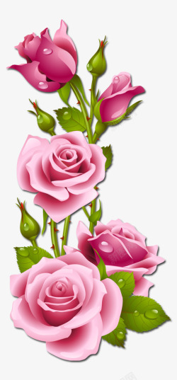 玫瑰粉色花手绘素材