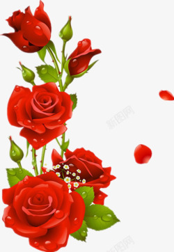 盛开的红玫瑰红色的玫瑰高清图片