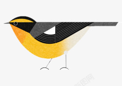 黑黄色可爱手绘黄鹂鸟素材