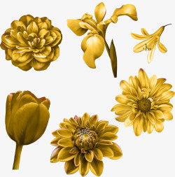 手绘金色花朵植物玫瑰素材