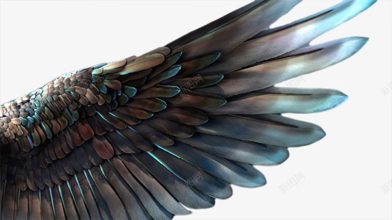 翅膀的png免抠素材_88icon https://88icon.com 羽毛 速度感 飞 飞翔 鸟