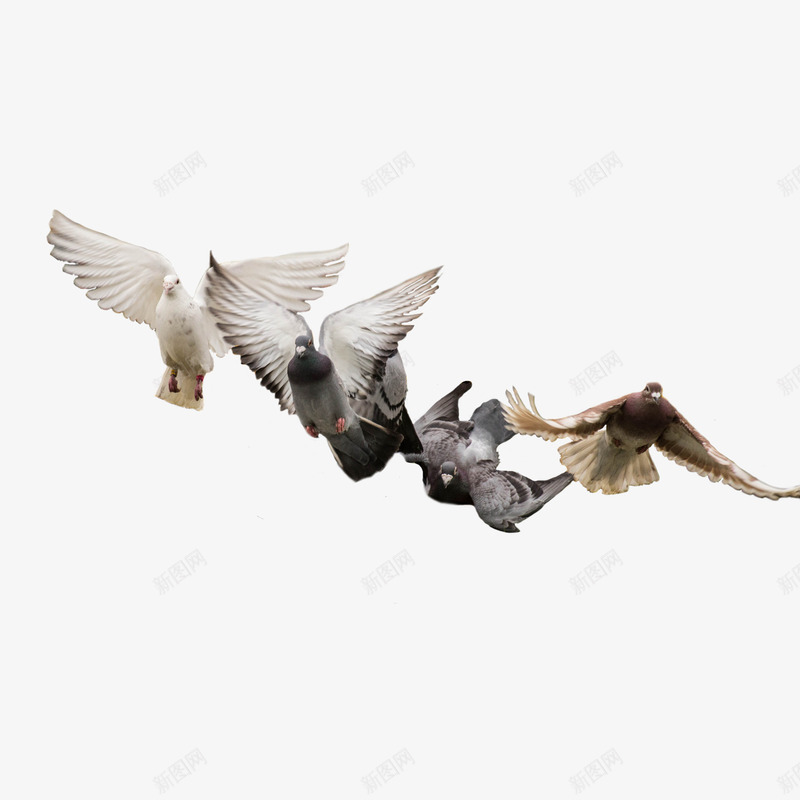 动物鸽子图案png免抠素材_88icon https://88icon.com 羽毛 翅膀 鸽子图案 鸽子图片 鸽子飞素材