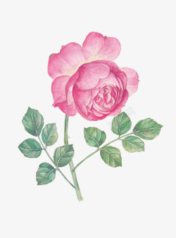 卡通手绘粉色玫瑰花素材
