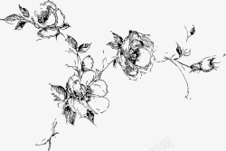 手绘黑色线条玫瑰花素材
