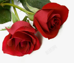 盛开的红玫瑰红色的玫瑰高清图片