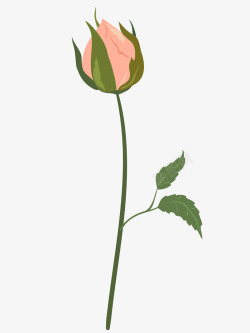 含苞待放的花朵手绘粉色玫瑰花苞高清图片