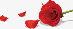 红色玫瑰花瓣装饰素材