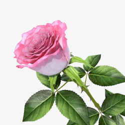一支花瓣粉红色盛开单支玫瑰素材