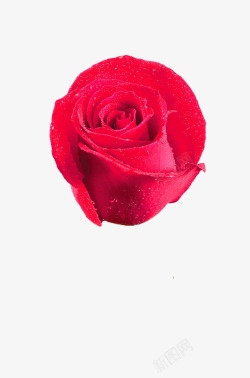 大红色玫瑰花素材