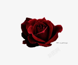 深红色玫瑰深红色玫瑰花高清图片
