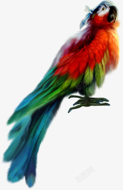 可爱鹦鹉彩色羽毛可爱鹦鹉高清图片