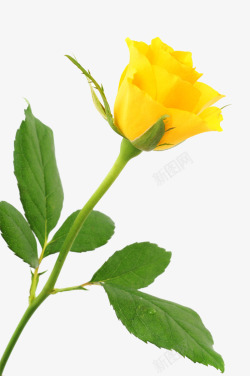 一朵黄玫瑰素材