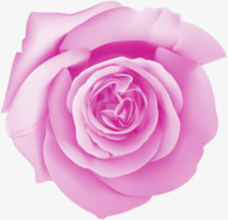紫色浪漫唯美玫瑰花素材