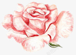 卡通手绘粉色的玫瑰花素材
