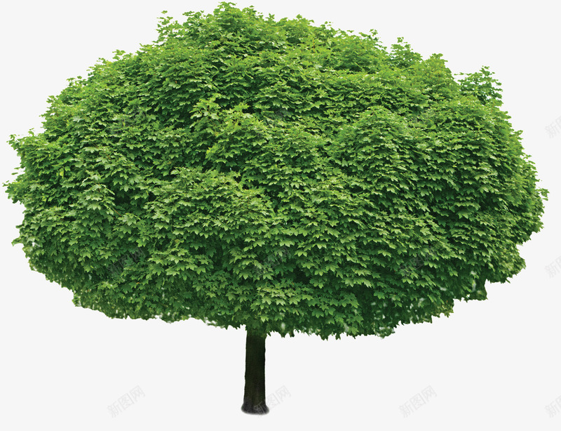 椭圆形绿色的树木psd免抠素材_88icon https://88icon.com 树 植物 椭圆形树木 绿油油的植物 绿色的树木