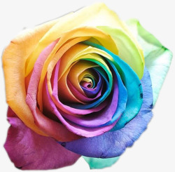 彩色玫瑰花层叠花瓣素材