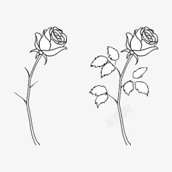 两朵白玫瑰手绘素材