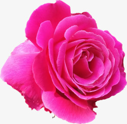 一朵紫红色的玫瑰花素材