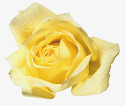 鲜花花束黄色玫瑰素材