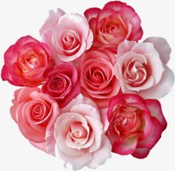 浪漫粉红色玫瑰花素材