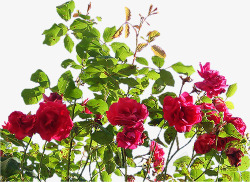 红色玫瑰花花朵花丛素材