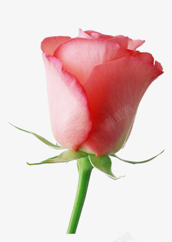 红色玫瑰花花瓣素材