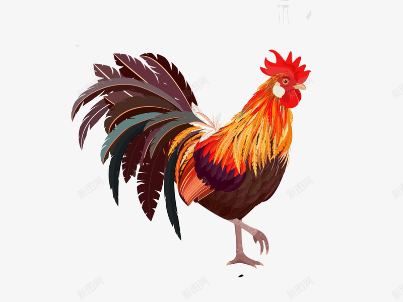 一只羽毛茂盛的公鸡png免抠素材_88icon https://88icon.com 动物 家禽 生肖 鸡年