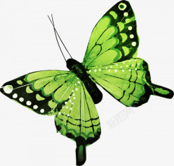 绿色斑纹花纹蝴蝶素材