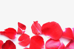 红色玫瑰花瓣素材