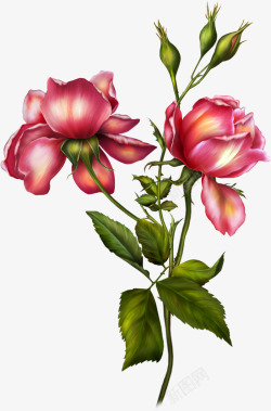 手绘粉色复古玫瑰花朵装饰素材