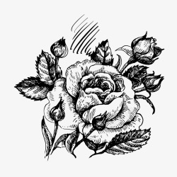 玫瑰花手绘案矢量图素材