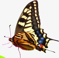 春季棕色纹理斑点蝴蝶素材