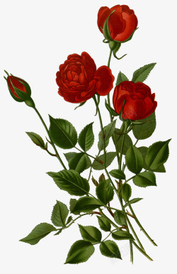 手绘红色玫瑰花材素材