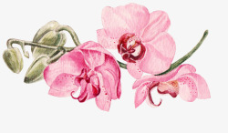 粉色的蝴蝶兰手绘粉色蝴蝶兰花卉高清图片