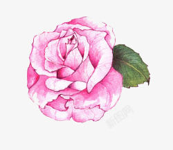 手绘粉色水彩玫瑰素材