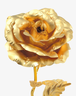 金箔玫瑰花朵特写素材