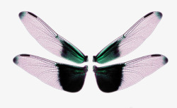 羽毛翅膀彩色翅膀蜻蜓翅膀素材