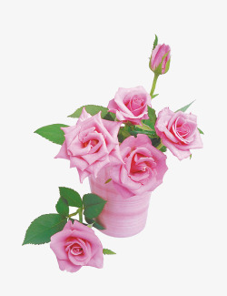 粉色花朵盆栽素材