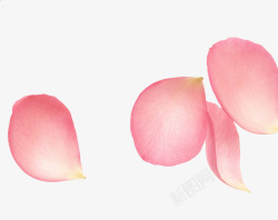 情人节粉色玫瑰瓣可爱布景素材