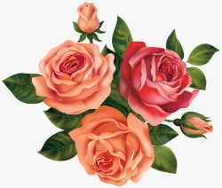 三朵玫瑰花素材