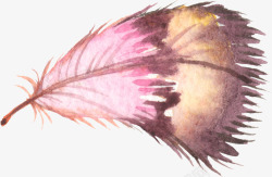 水彩手绘鸟类羽毛素材