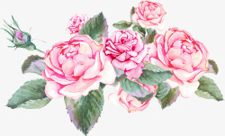粉色盛开的玫瑰花素材