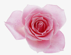 一大朵粉色的玫瑰素材