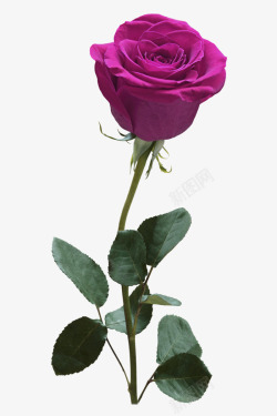 紫色清新玫瑰花装饰图案素材