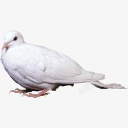 白鸽子鸽子飞羽毛白鸽高清图片