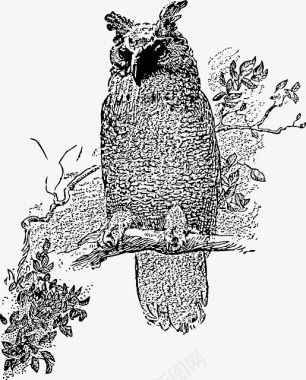 羽毛猫头鹰手绘图标图标